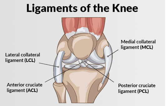 knee ligament specialist in nashik
