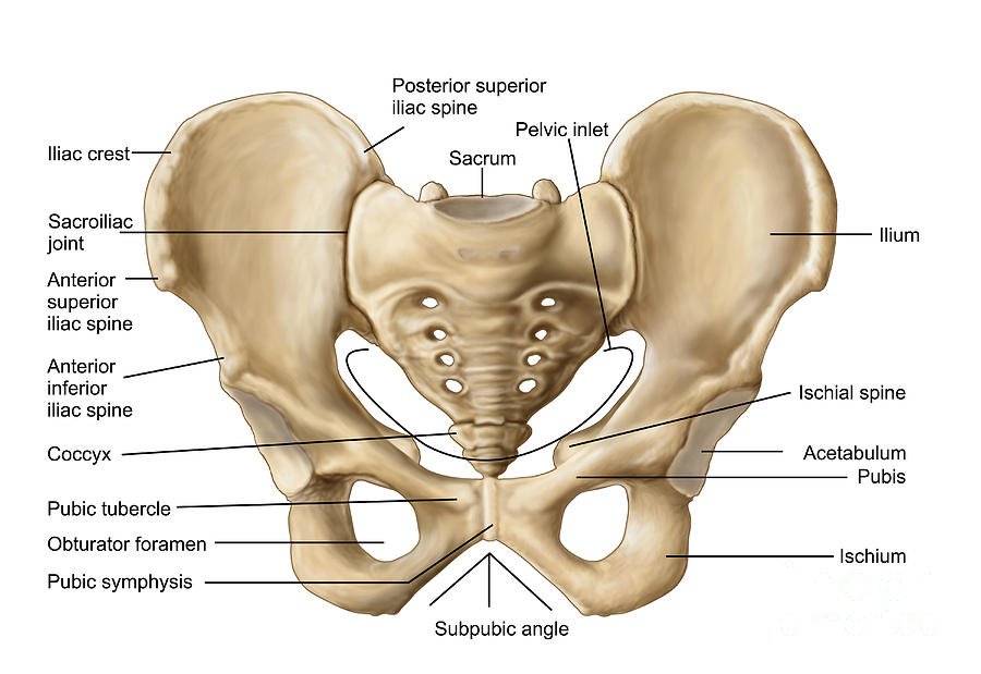 hip anatomy